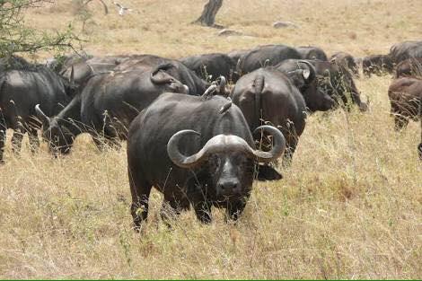 Mabalingwe Uzuri Lodge Bela-Bela Esterno foto