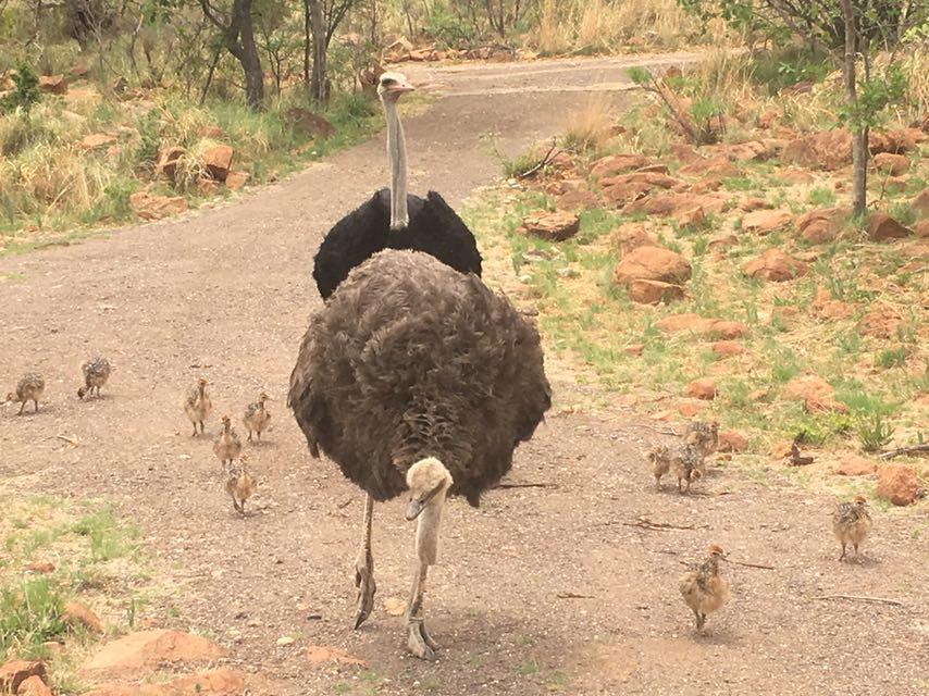 Mabalingwe Uzuri Lodge Bela-Bela Esterno foto